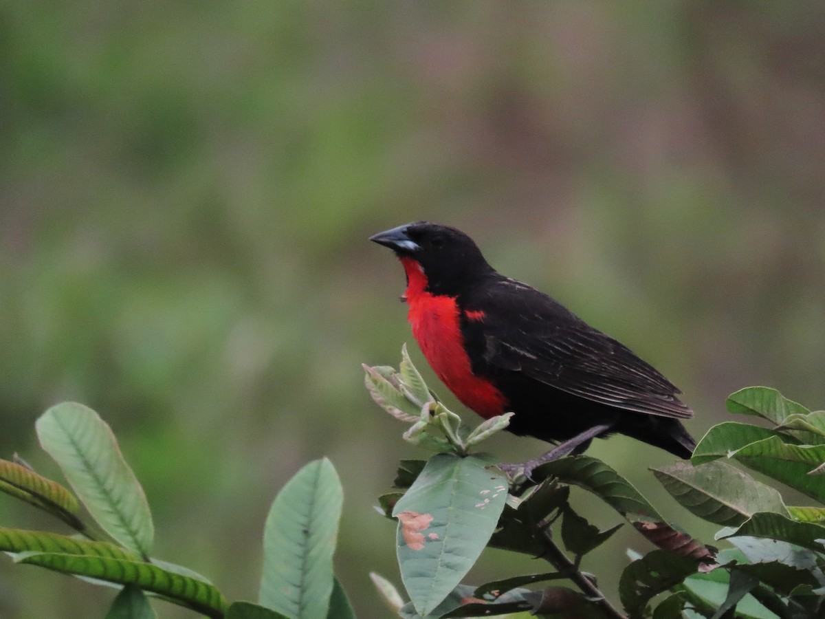 Red-breasted Meadowlark - ML647366126