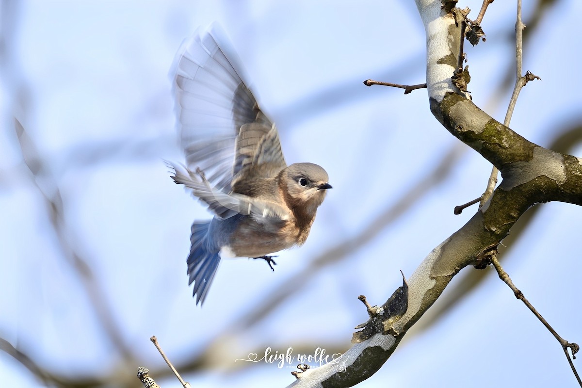 Eastern Bluebird - ML647366128