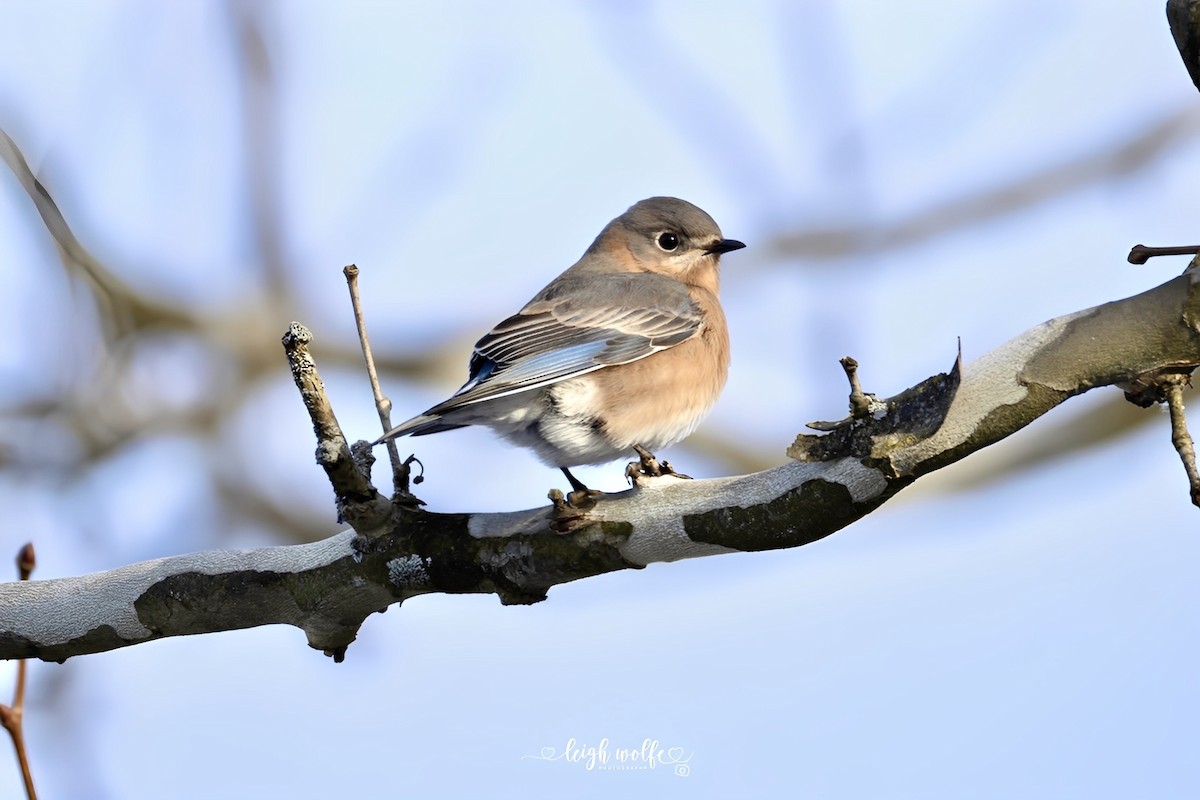 Eastern Bluebird - ML647366129