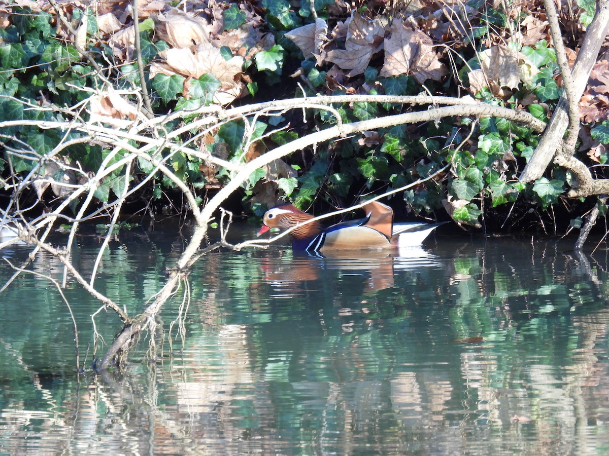 Mandarin Ördeği - ML647366140