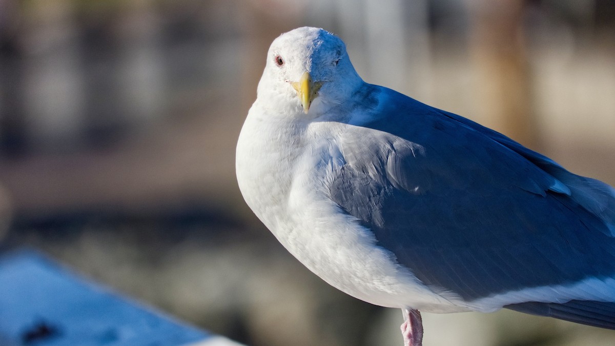 Glaucous-winged Gull - ML647366146