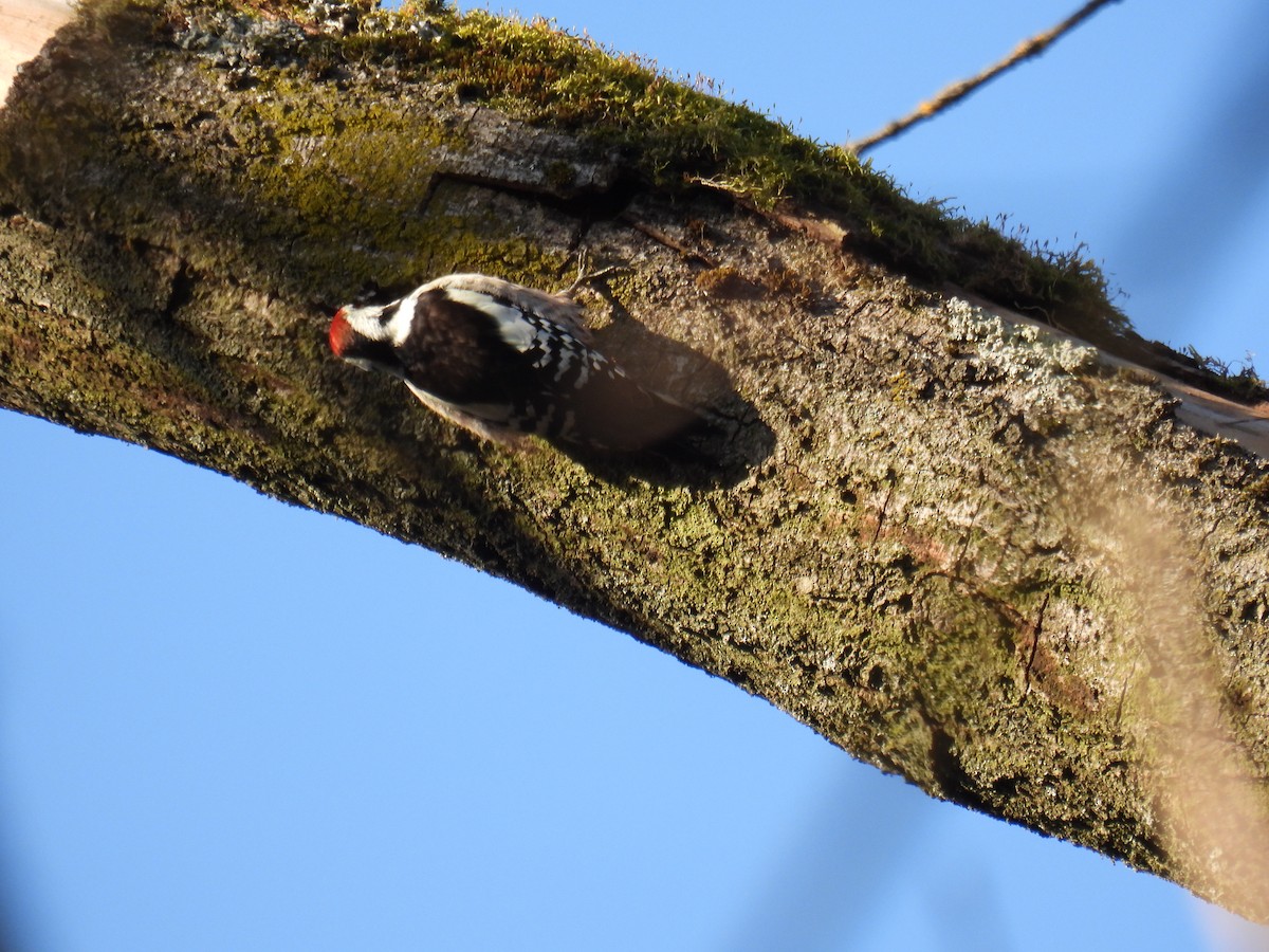 Middle Spotted Woodpecker - ML647366152