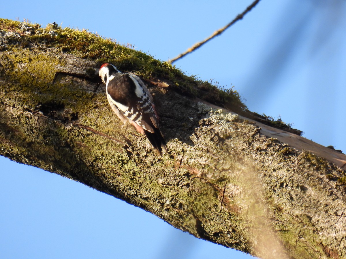 Middle Spotted Woodpecker - ML647366153