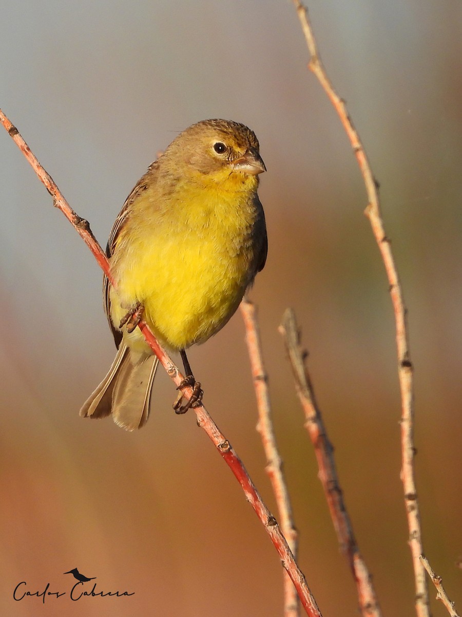 Короткоклювый зерноед - ML647366154