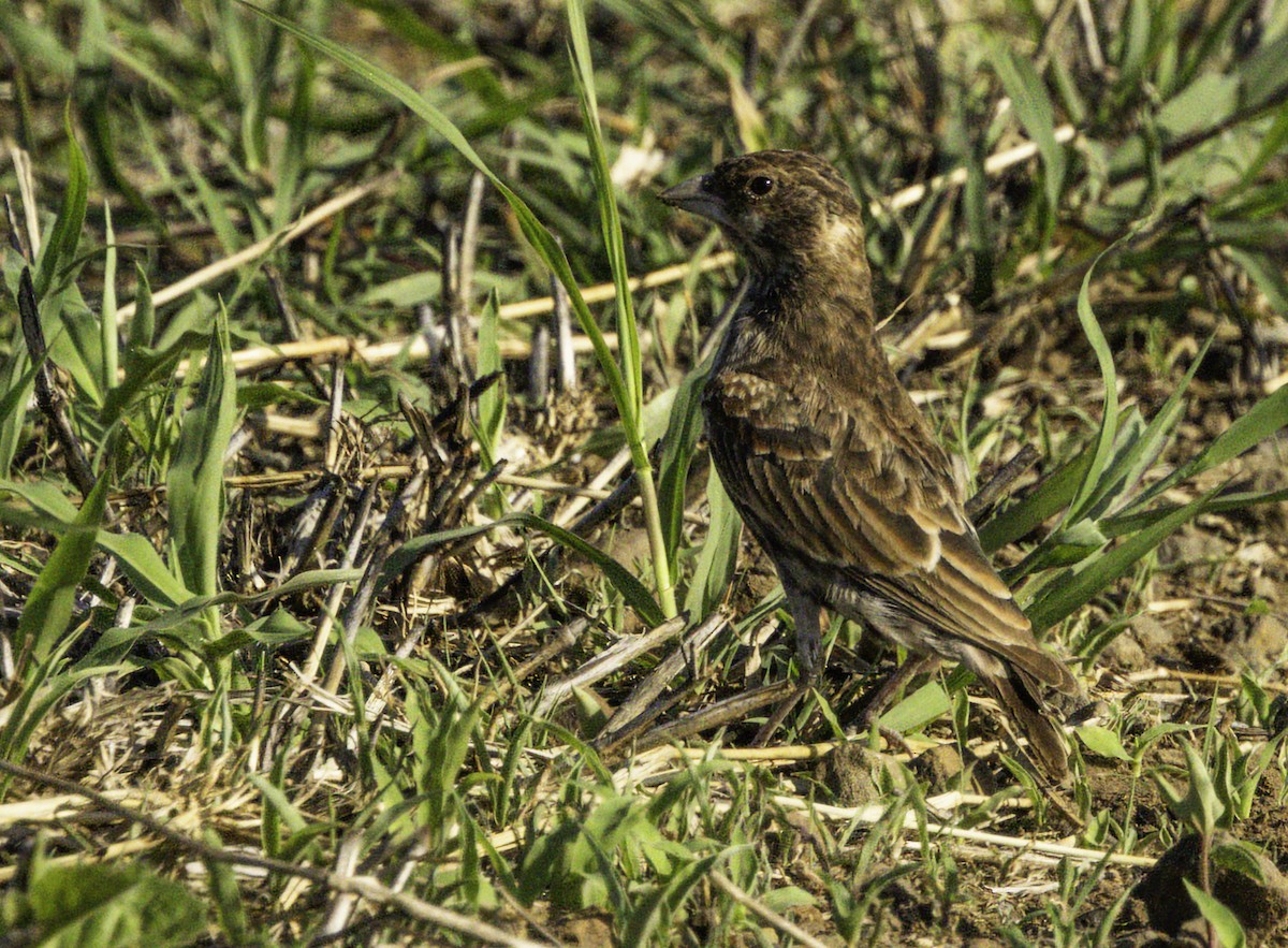 Kestane Sırtlı Serçe Toygarı - ML647366162