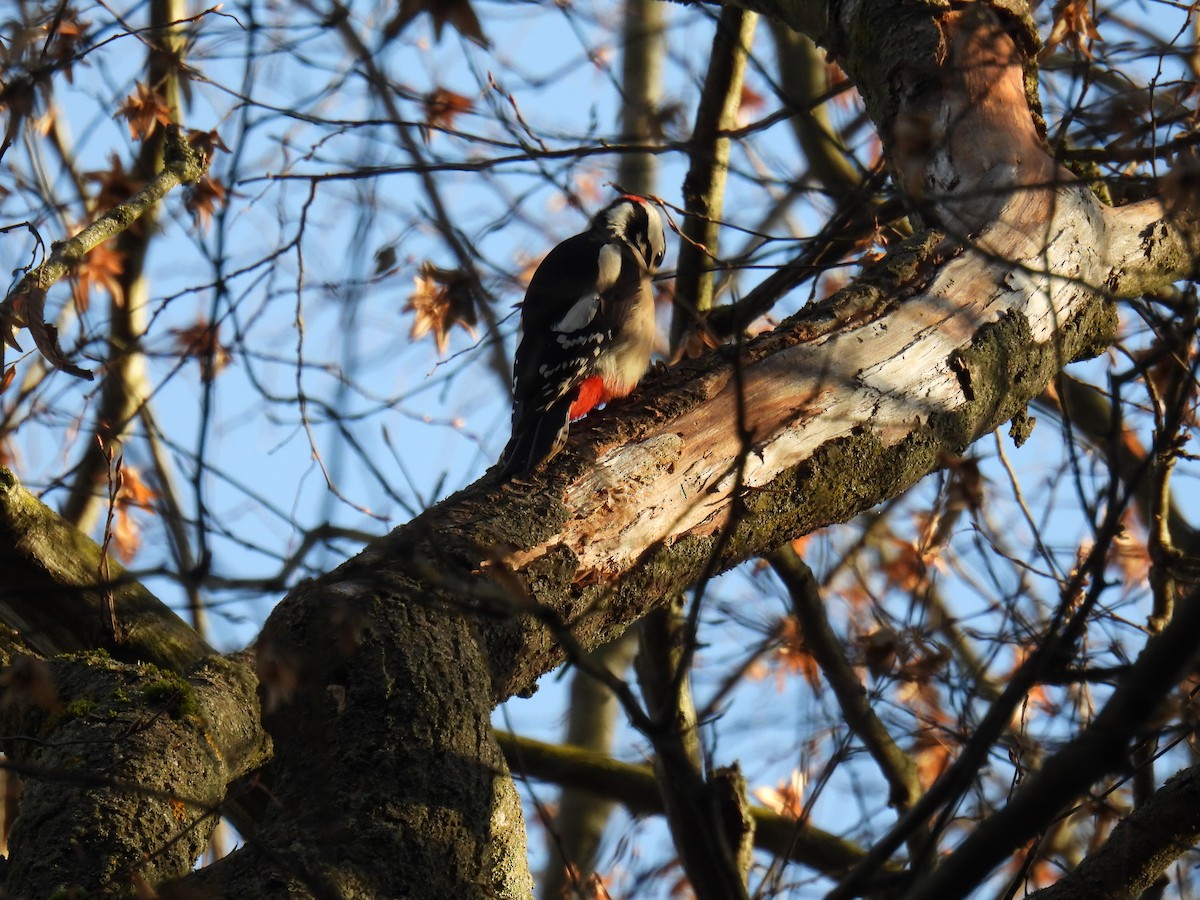 Great Spotted Woodpecker - ML647366167