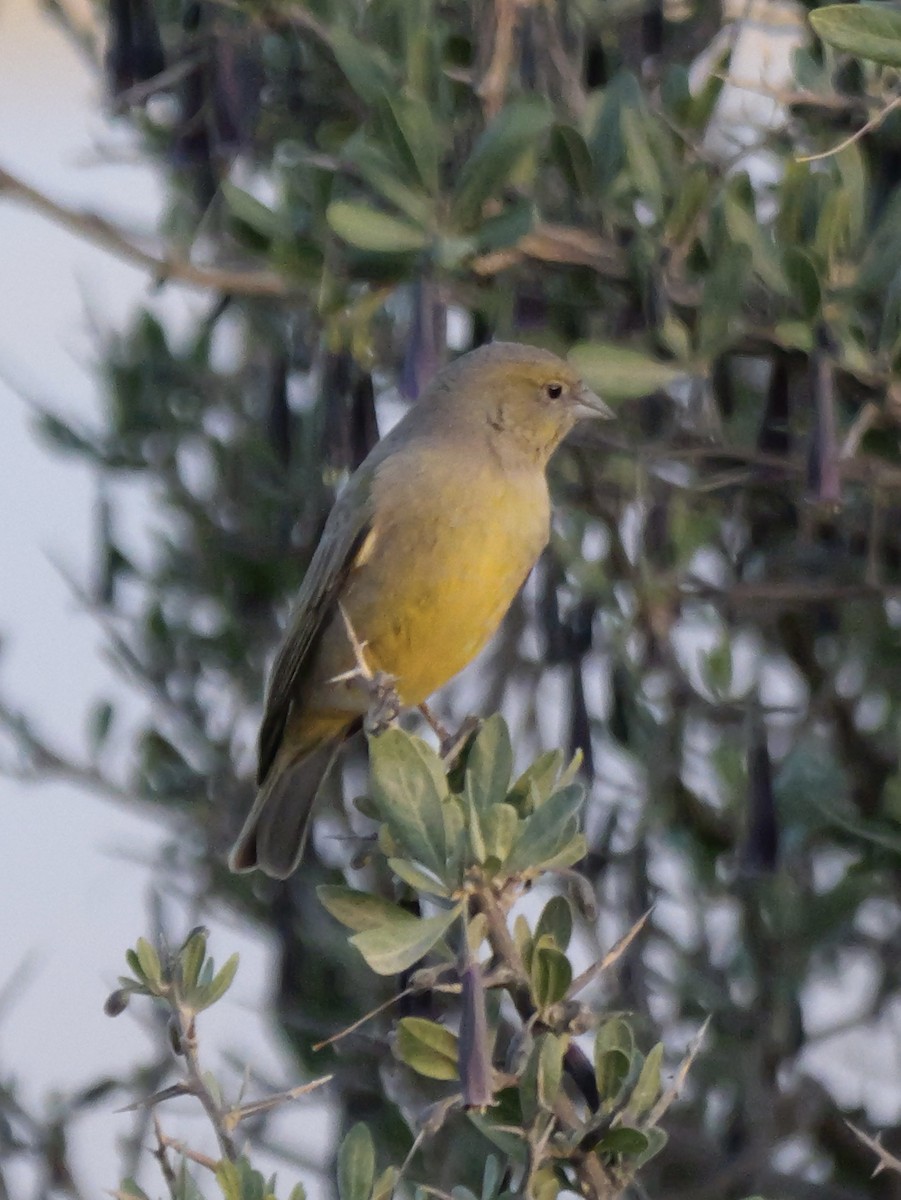 Greenish Yellow-Finch - ML647366171