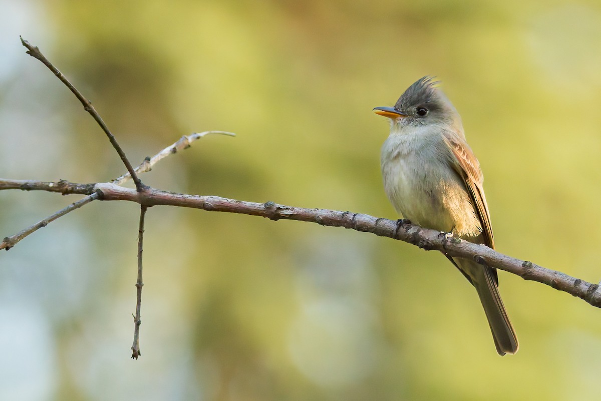 Greater Pewee - ML647366173