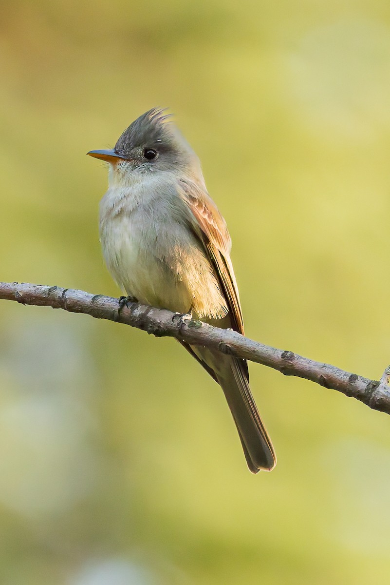 Greater Pewee - ML647366174