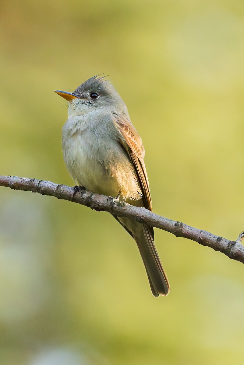 Greater Pewee - ML647366175