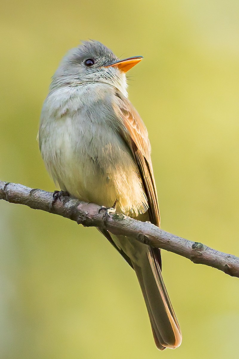 Greater Pewee - ML647366176