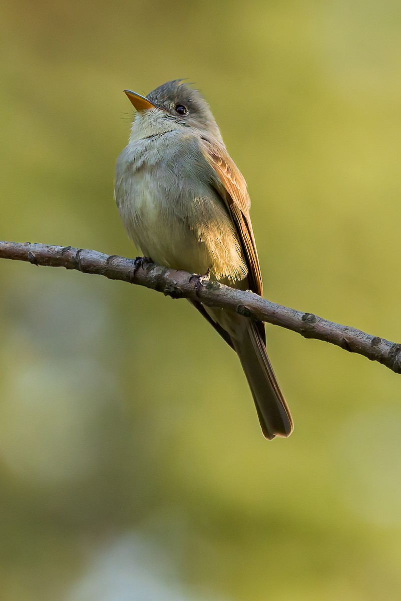 Greater Pewee - ML647366177