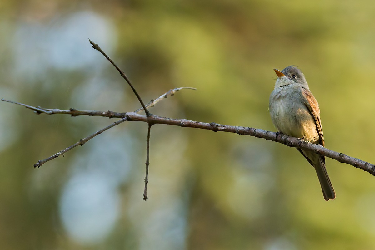 Greater Pewee - ML647366178