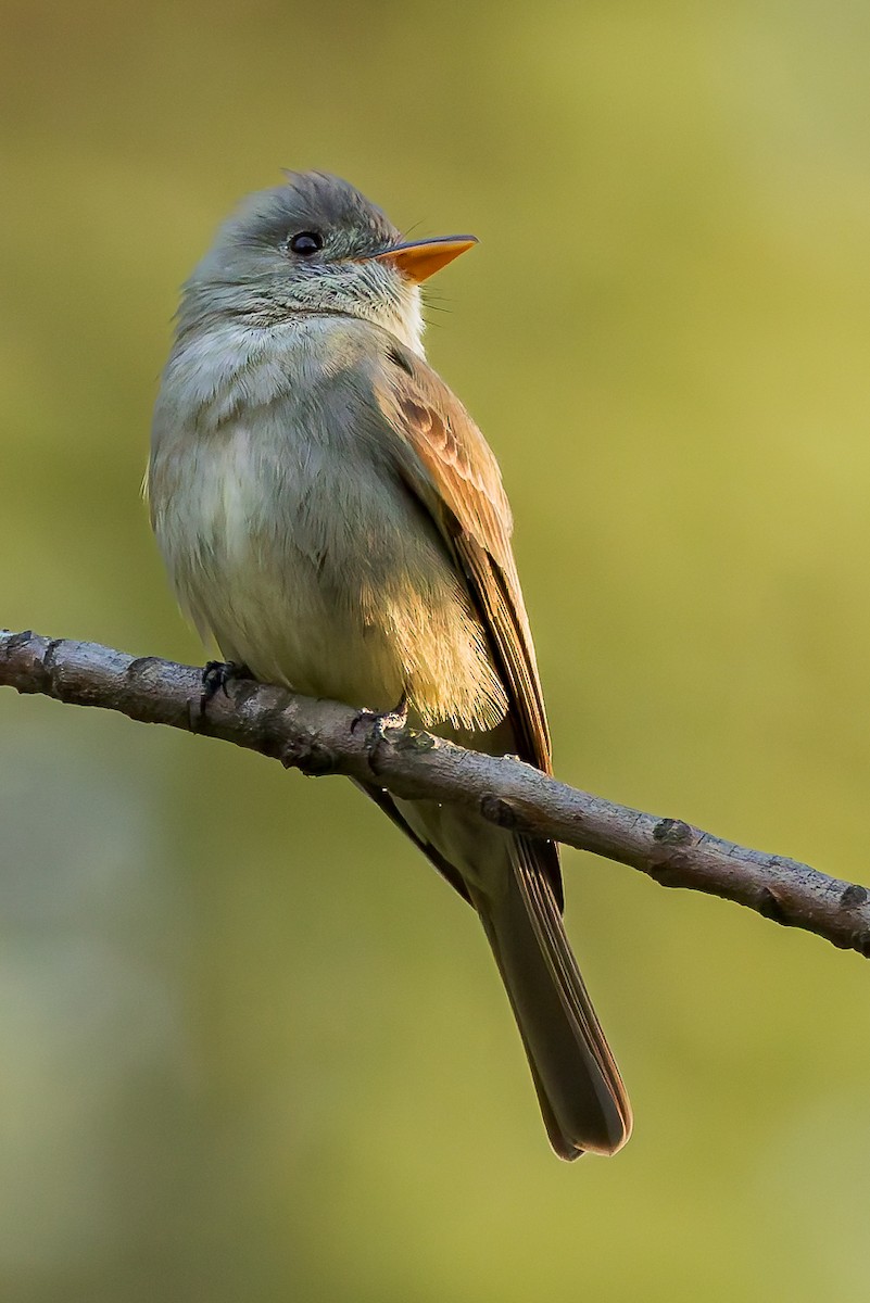 Greater Pewee - ML647366179