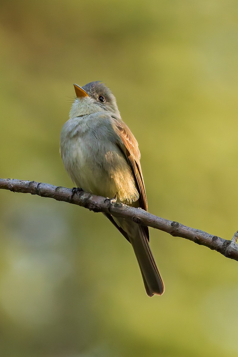 Greater Pewee - ML647366180