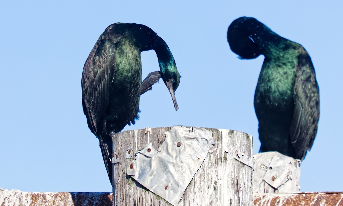 Pelagic Cormorant - ML647366184