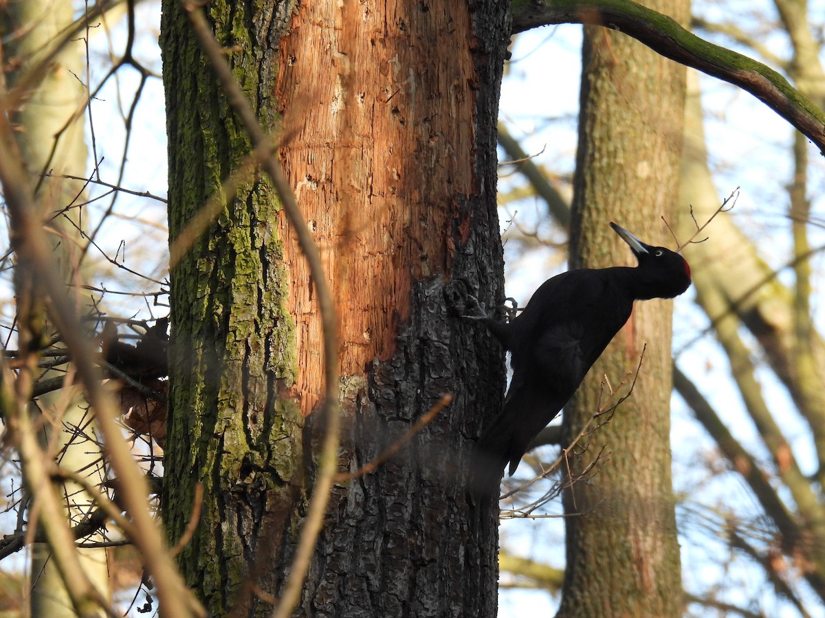 Black Woodpecker - ML647366187