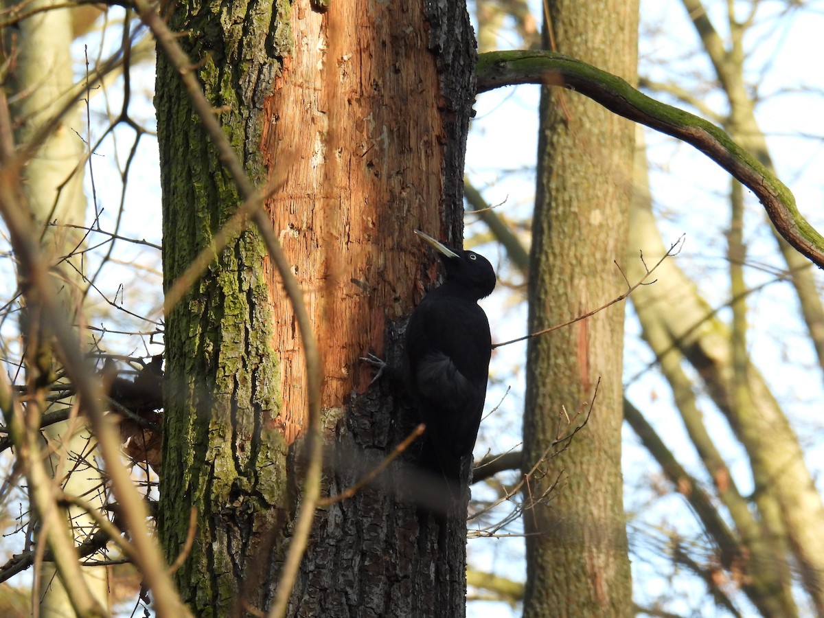 Black Woodpecker - ML647366188