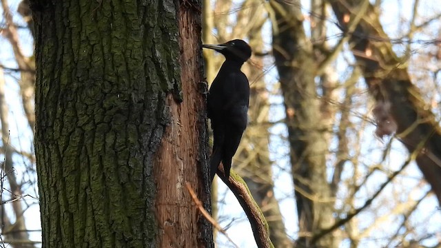 Black Woodpecker - ML647366189