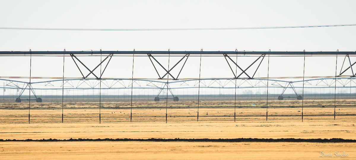 Горный зуёк - ML647366192