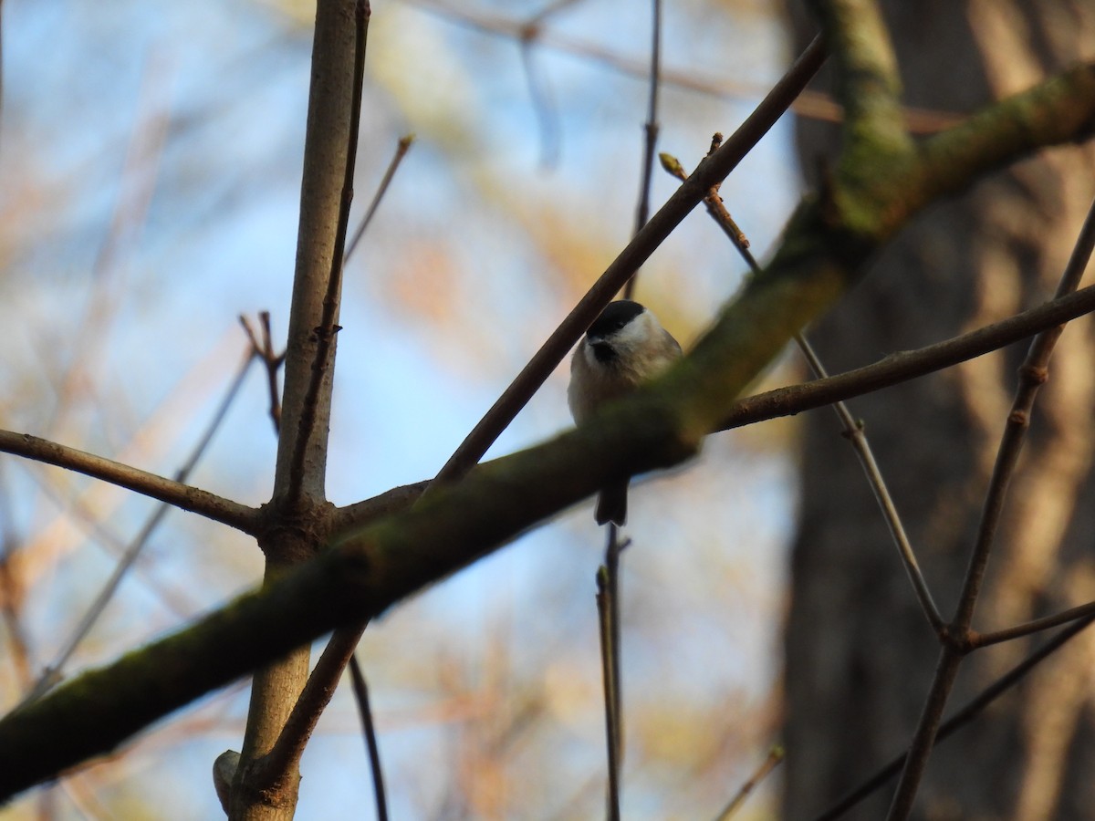 Marsh/Willow Tit - ML647366202