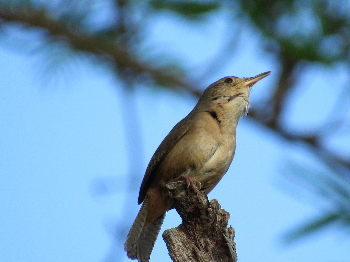 Southern House Wren - ML647366204