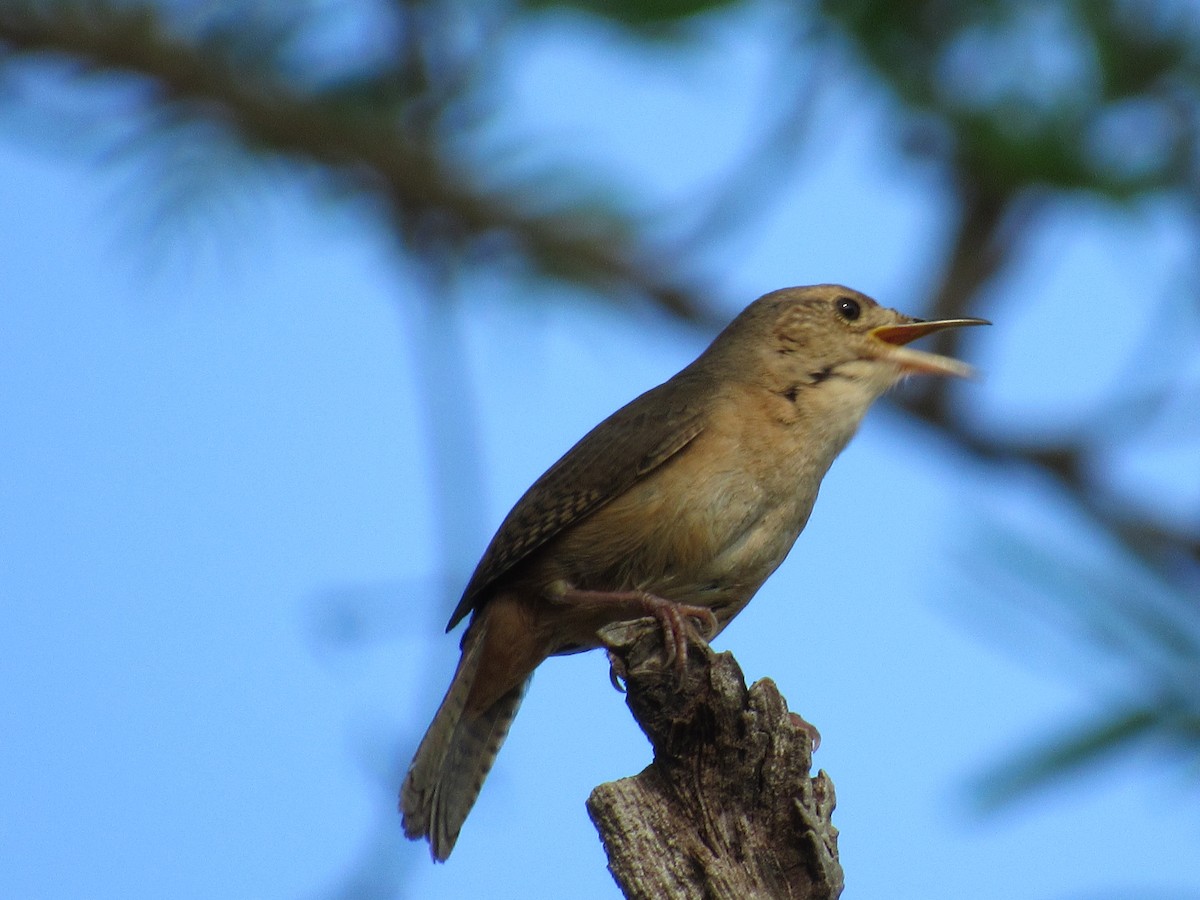 Southern House Wren - ML647366205