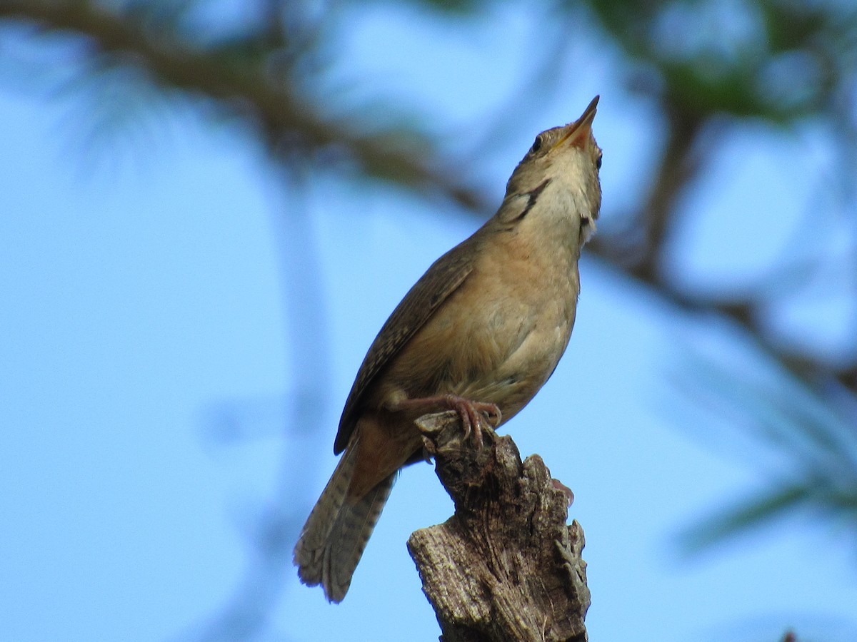 Southern House Wren - ML647366206