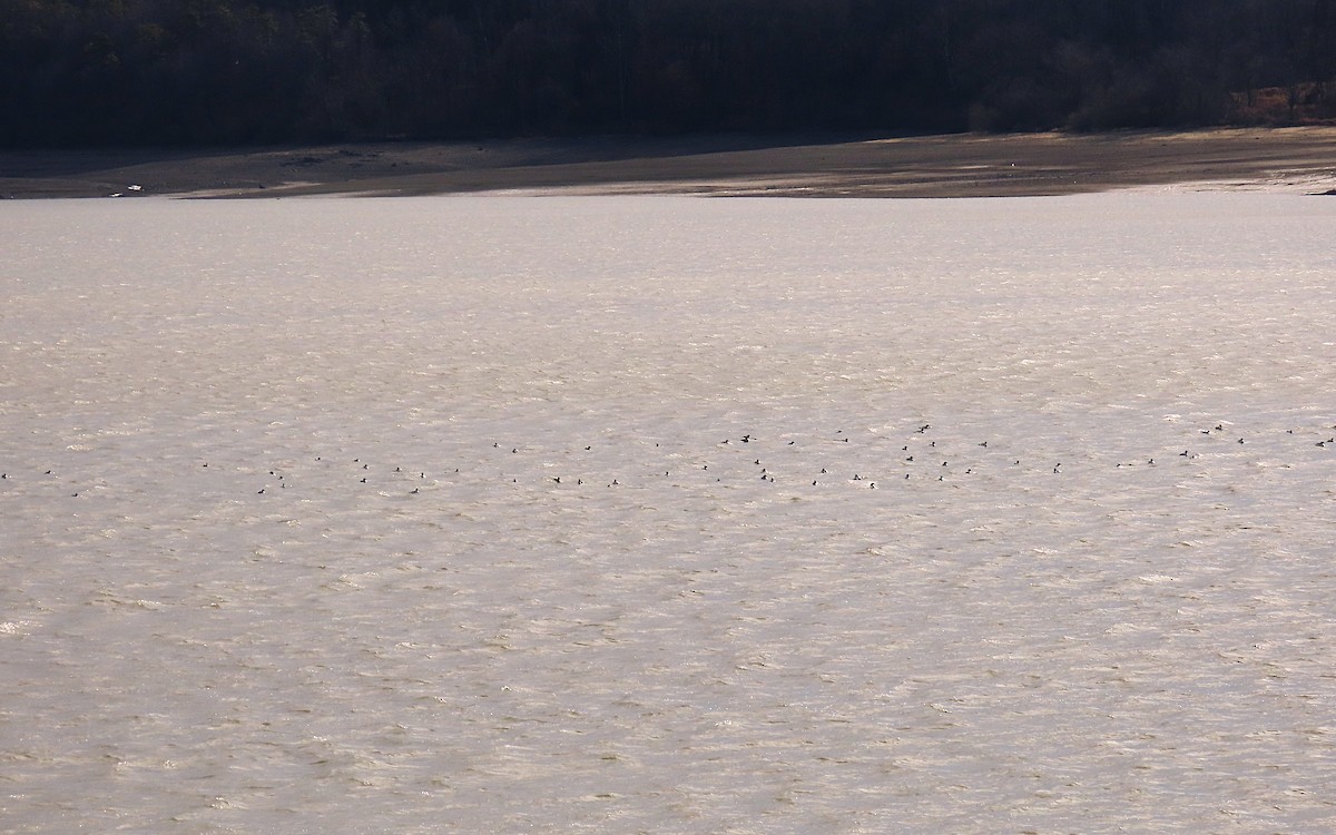 Common Merganser - ML647366213