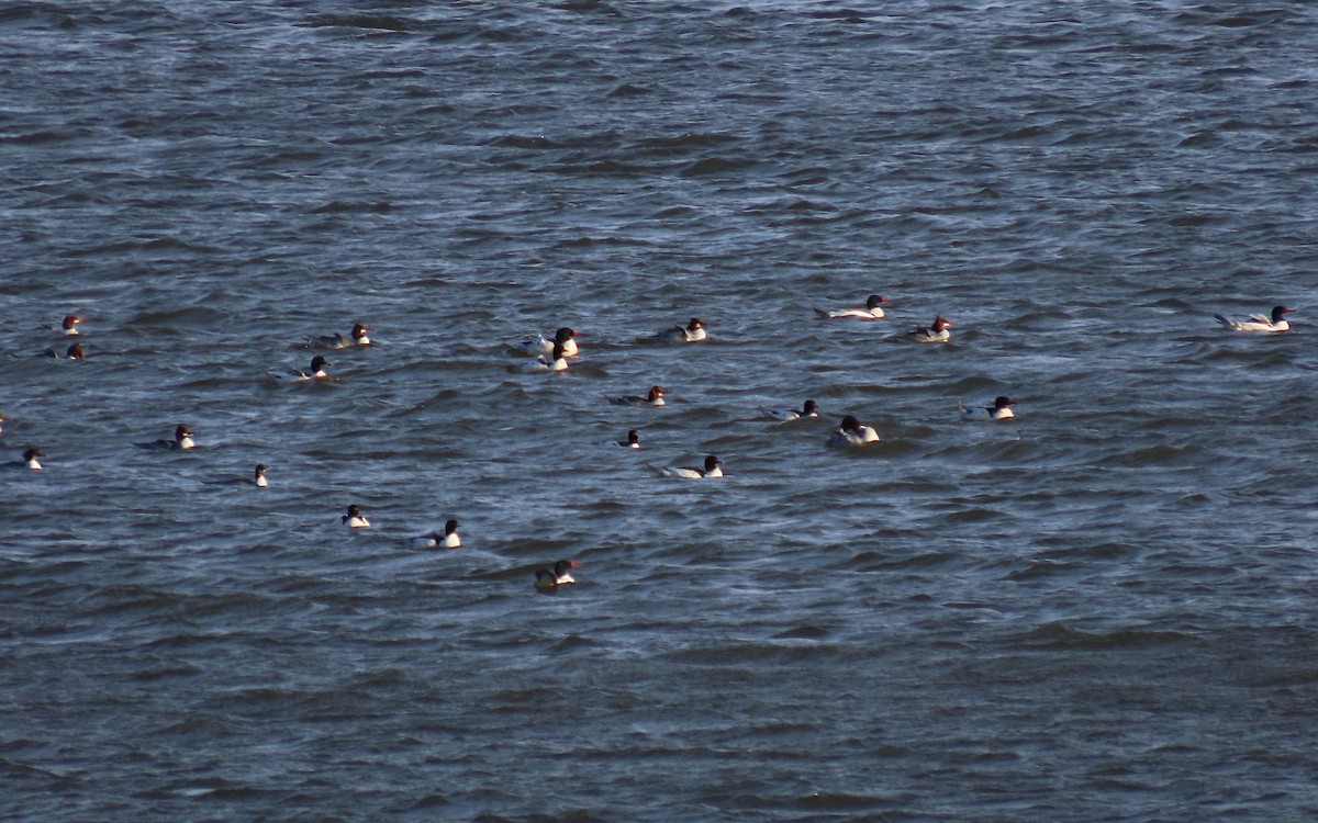 Common Merganser - ML647366215