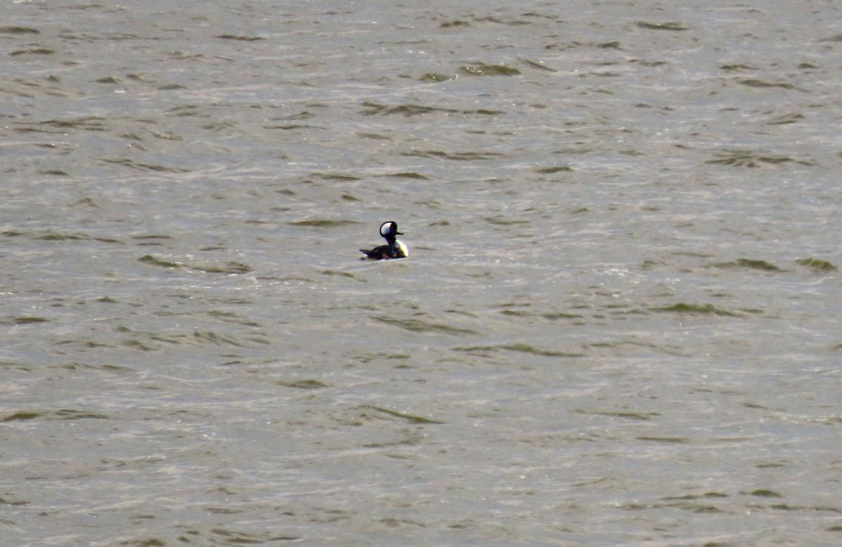 Hooded Merganser - ML647366222