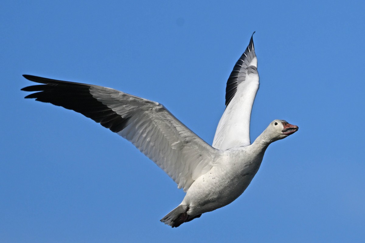 Snow Goose - ML647366225