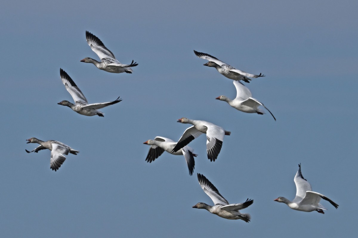 Snow Goose - ML647366226