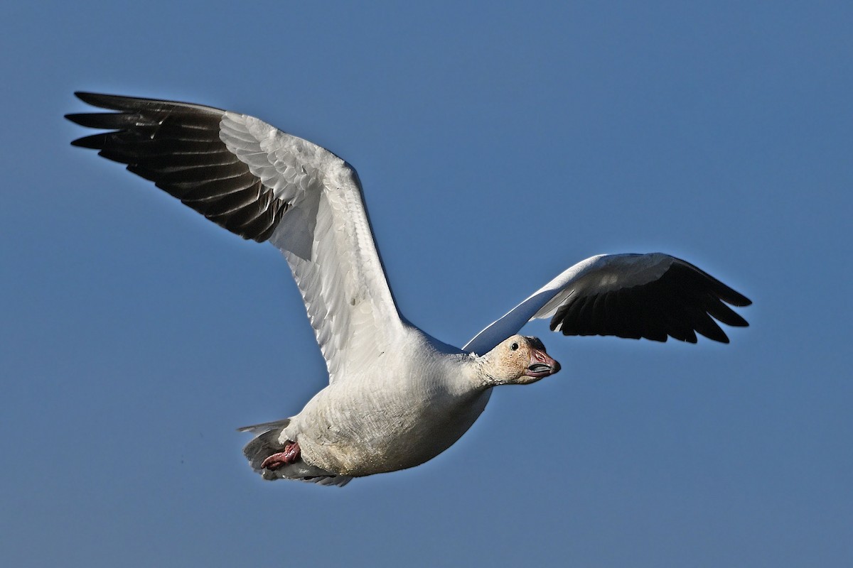 Snow Goose - ML647366227