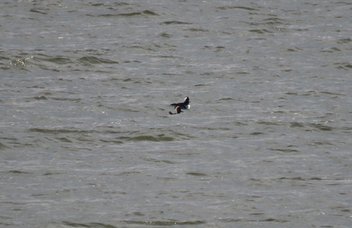 Hooded Merganser - ML647366228