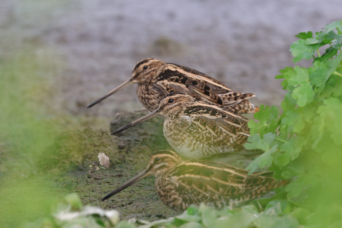 חרטומית ביצות - ML647366235