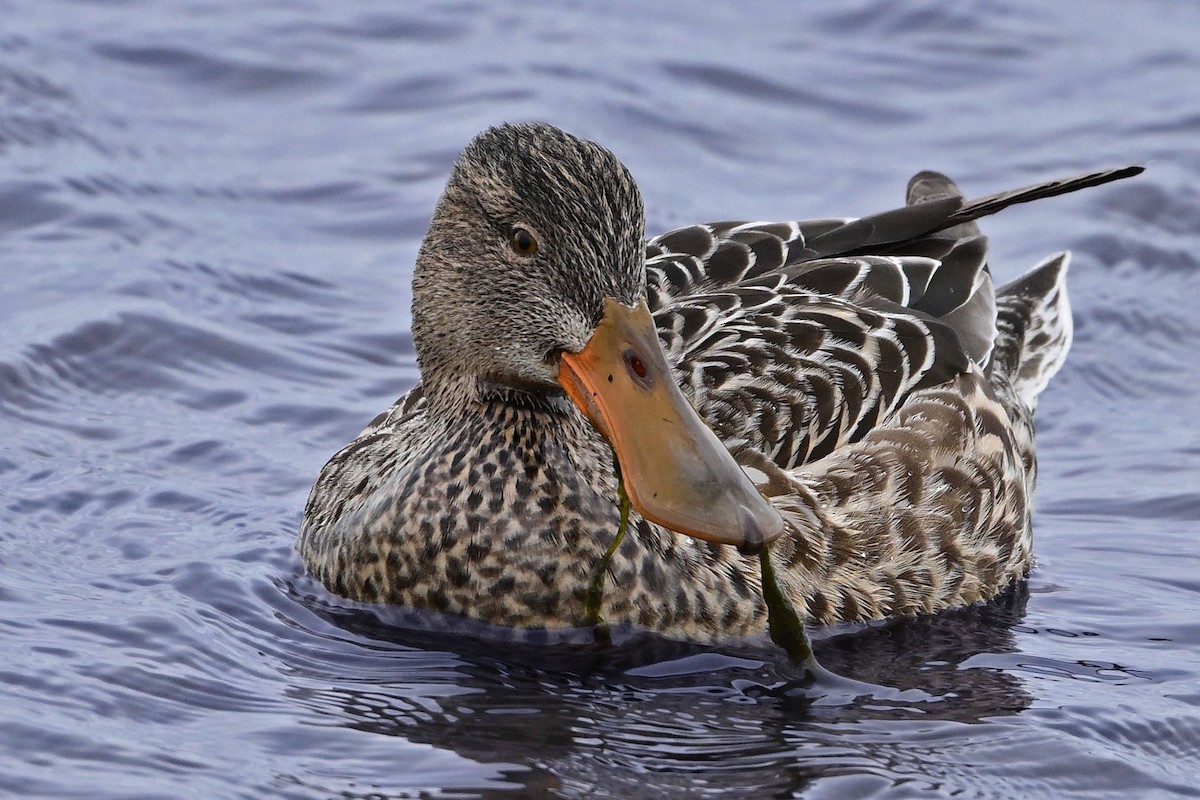 Northern Shoveler - ML647366253