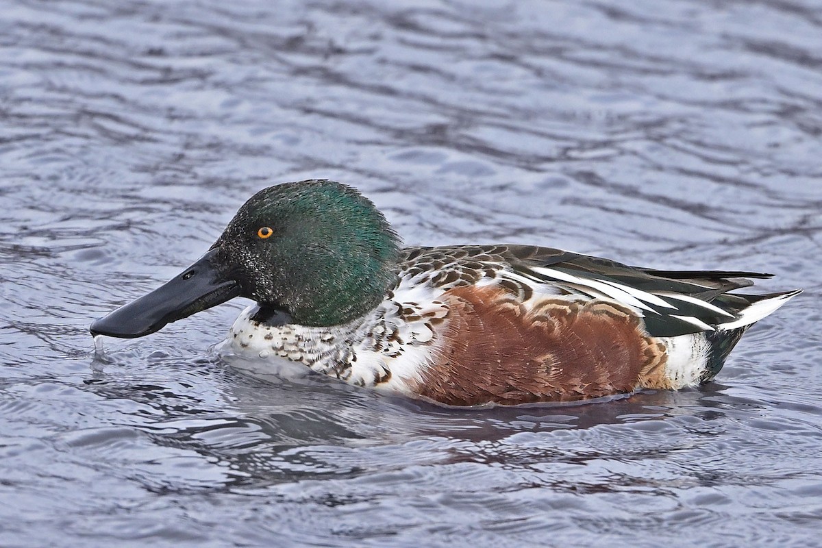 Northern Shoveler - ML647366254