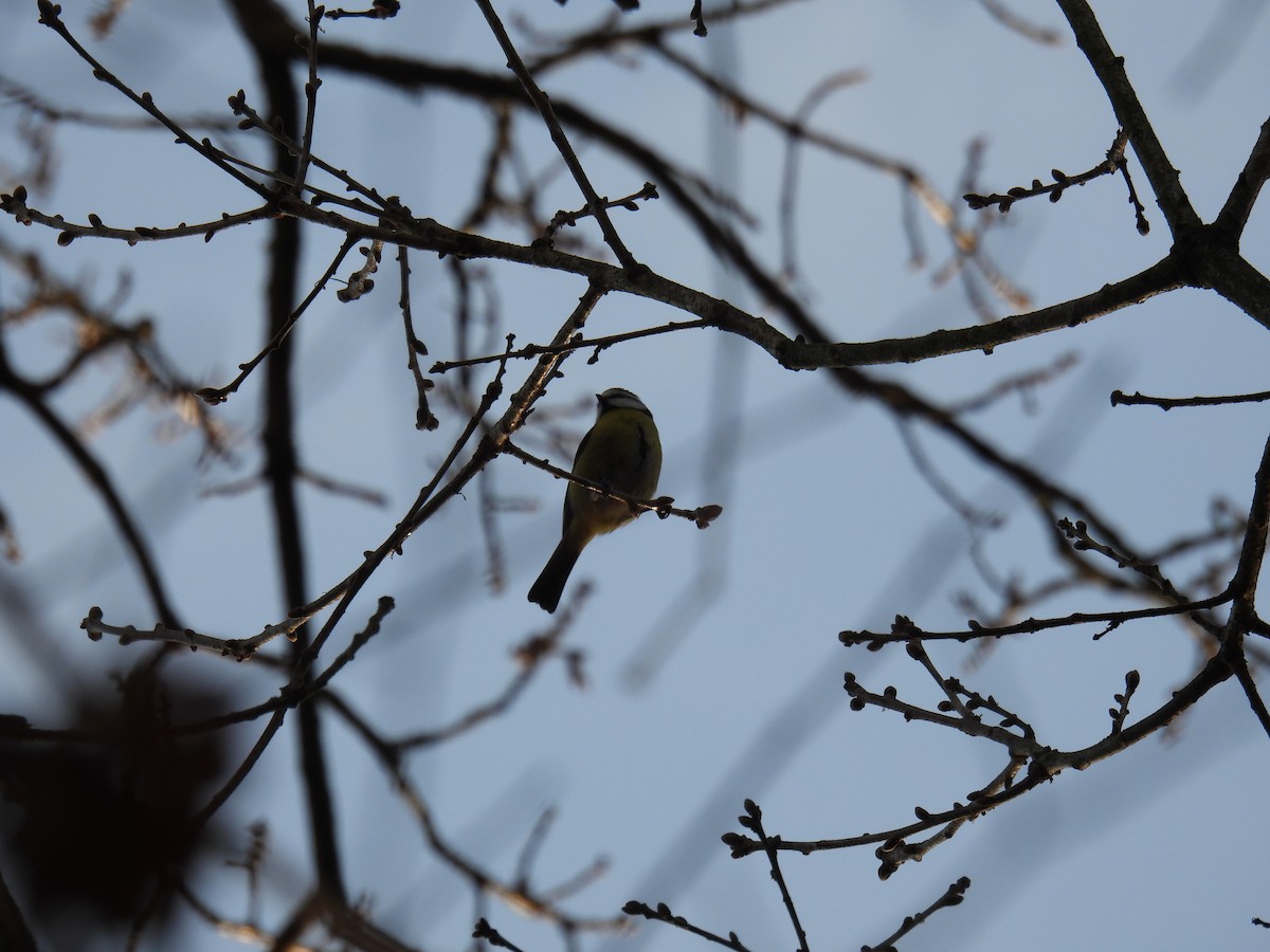 Eurasian Blue Tit - ML647366265