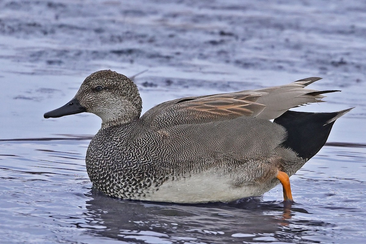 Gadwall - ML647366267