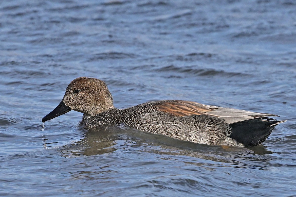 Gadwall - ML647366268