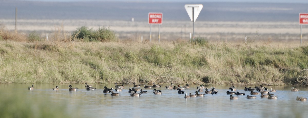 Eurasian Wigeon - ML647366273