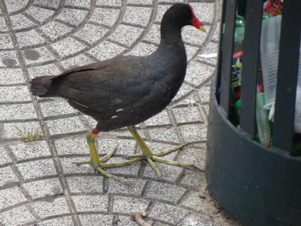 slípka americká - ML647366278