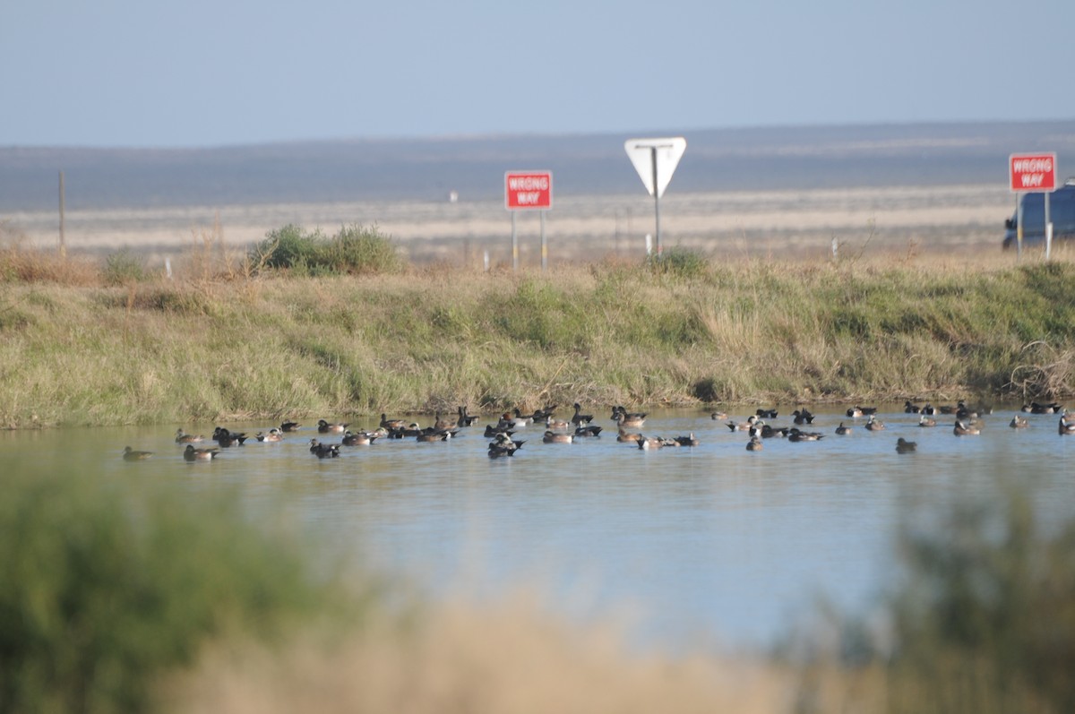 Eurasian Wigeon - ML647366280
