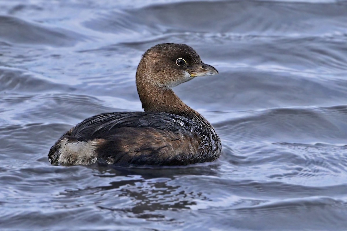 Pied-billed Grebe - ML647366281
