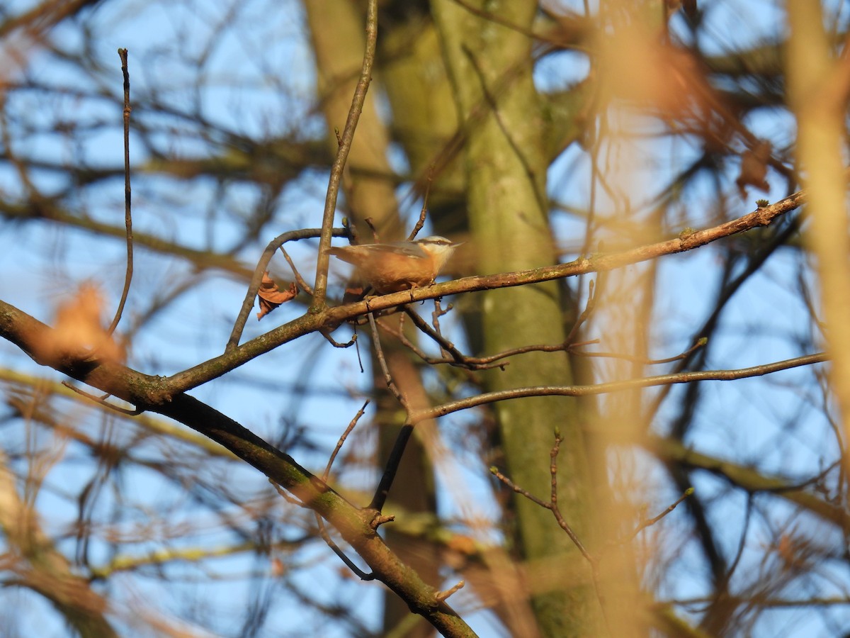 Eurasian Nuthatch - ML647366282