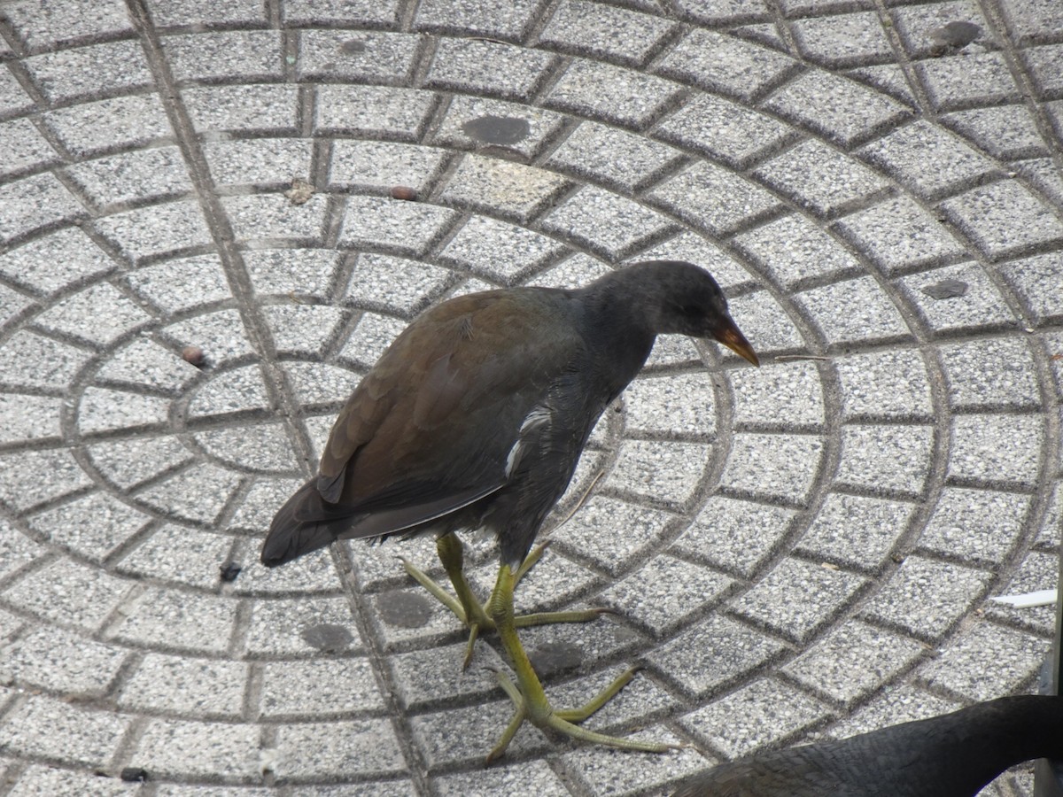 slípka americká - ML647366284