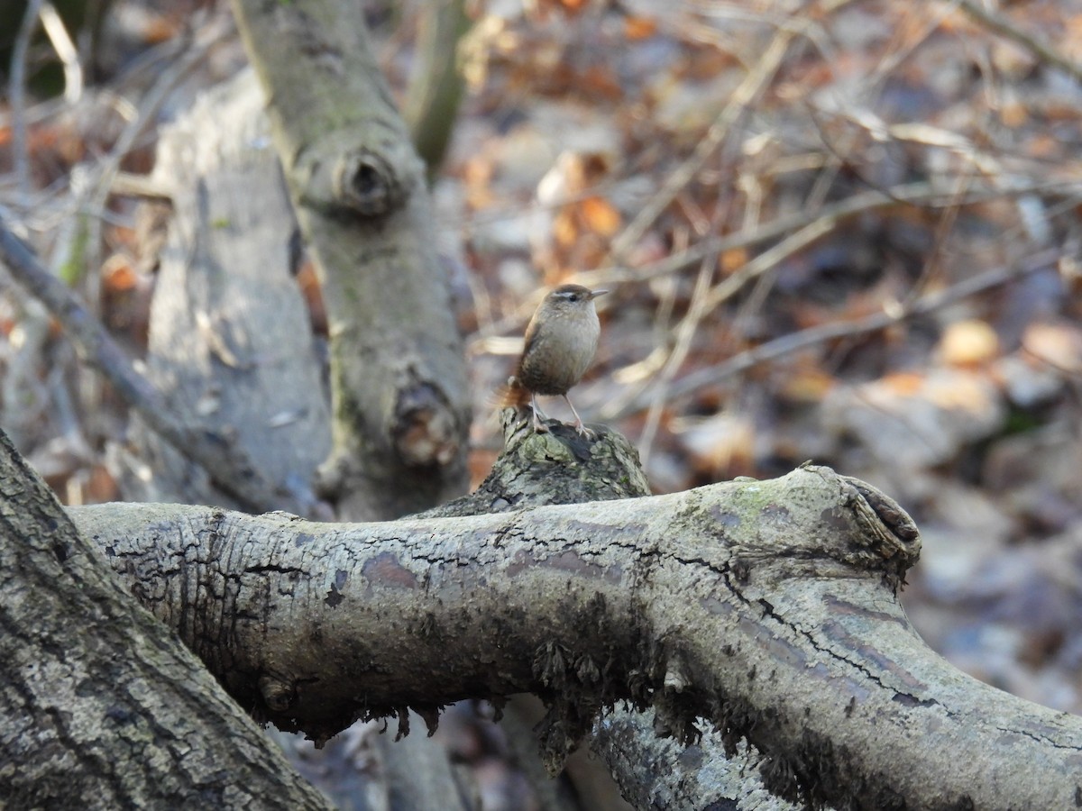Eurasian Wren - ML647366288