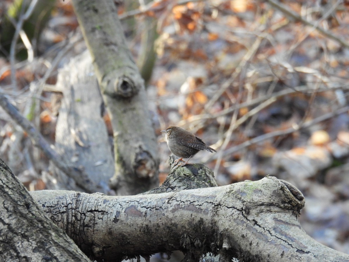 Eurasian Wren - ML647366289