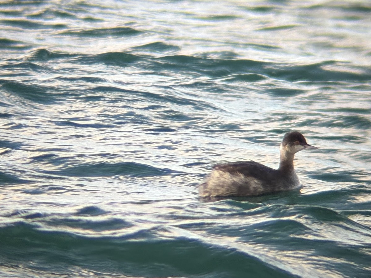 Eared Grebe - ML647366292